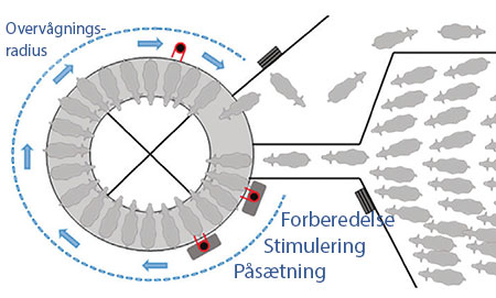 Ko-flowet i en stald med en malkekarrusel.